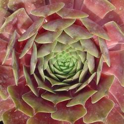 Sempervivum - Dachwurz - Hauswurz